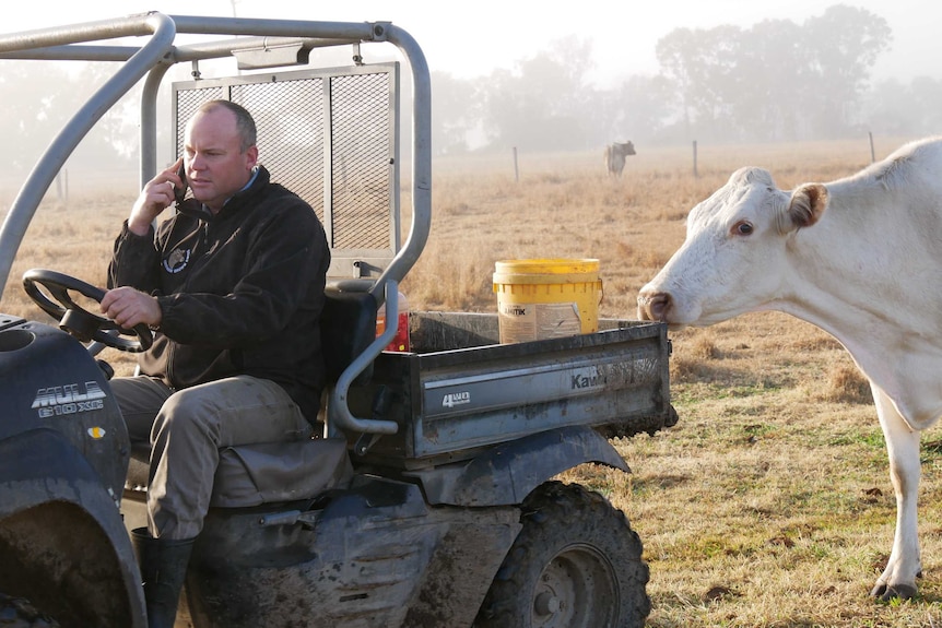 A man talks on a mobile phone while driving a buggy through a paddock with cows following behind him