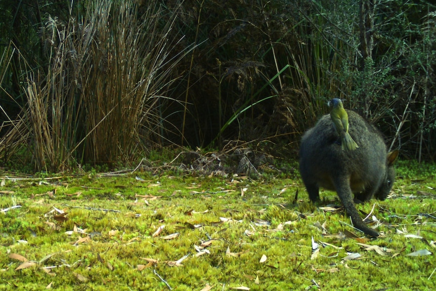Photo of a pademelon on mossy grass with a bird on its back. 