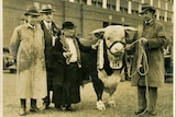 men and women standing with hereford bull