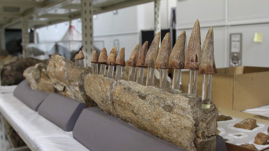 Brown stone-like dinosaur jaw and cone-shaped teeth