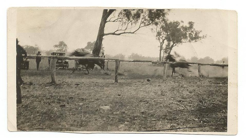 An old  Kodak, black & white photograph showing horses galloping on the dirt track in the early 1900s