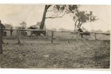 An old  Kodak, black & white photograph showing horses galloping on the dirt track in the early 1900s