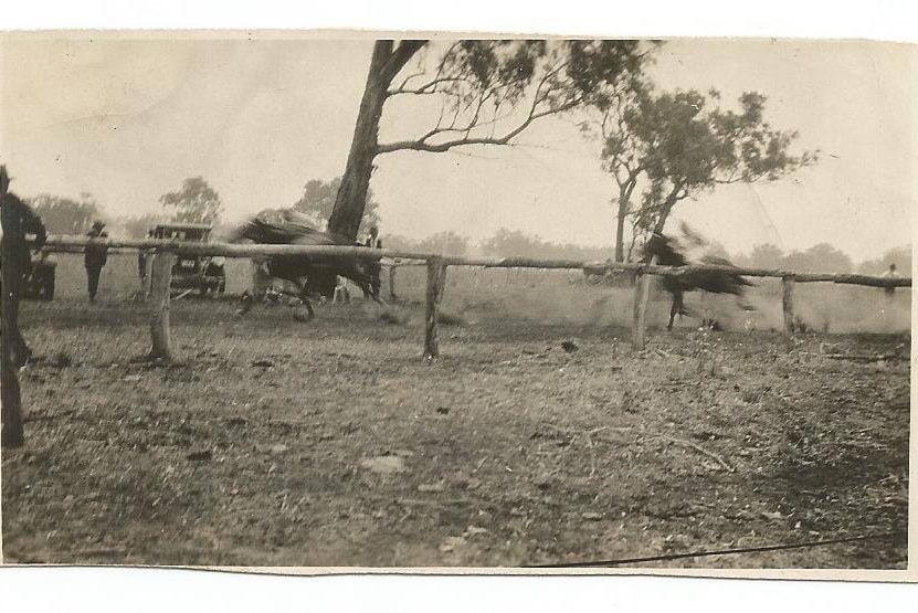 An old  Kodak, black & white photograph showing horses galloping on the dirt track in the early 1900s