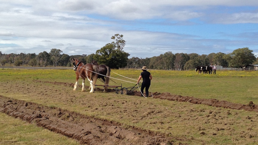 Two heavy horses ploughing the field guided by their owner holding the plough.