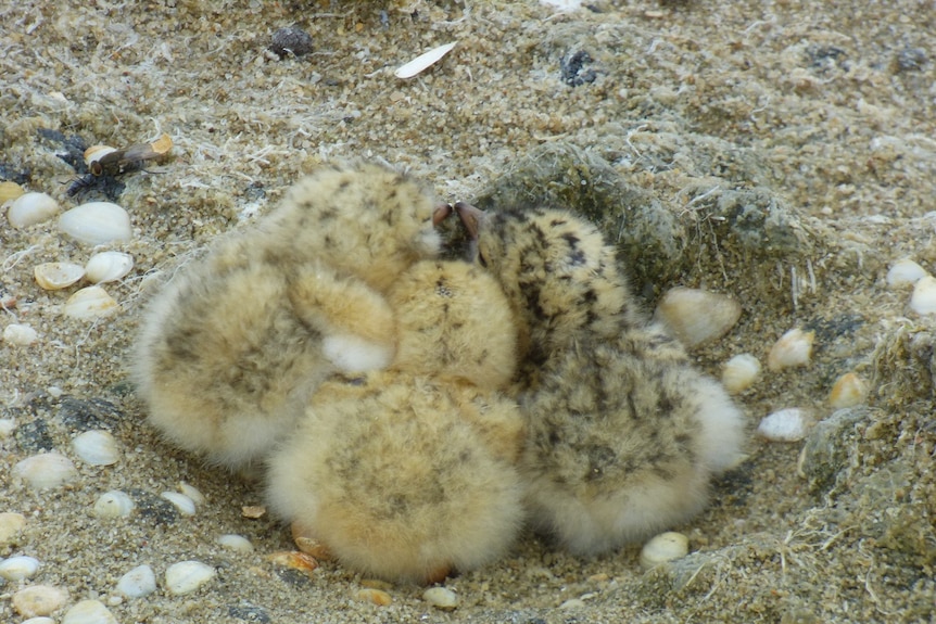 Little tern chicks in their nest.