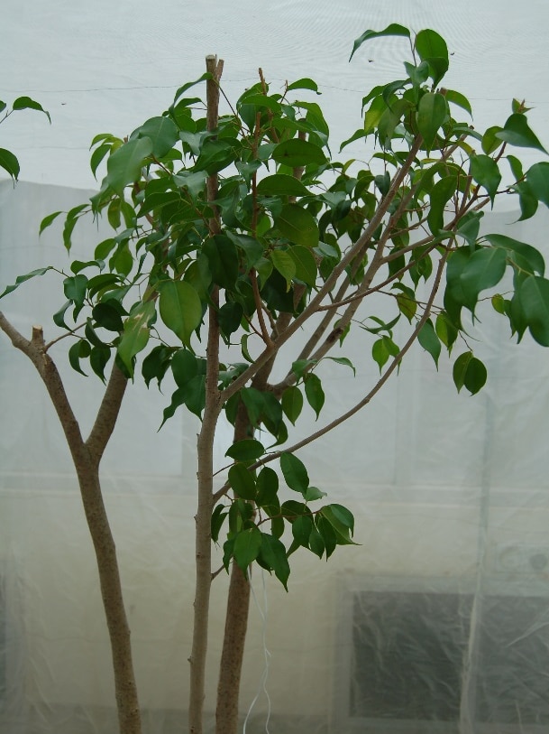 A small tree with thin foliage stands in a room