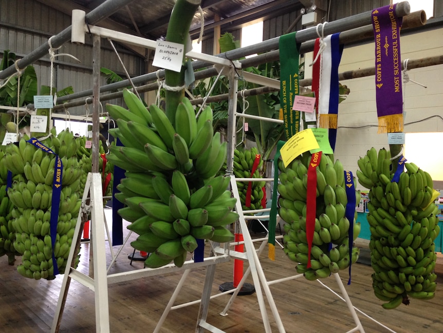 Bunches of green bananas with prize ribbons draped over them hang in a display.