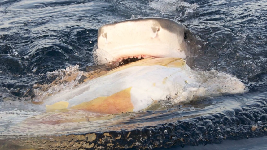 A dead turtle provides an easy meal for a lazy tiger shark.