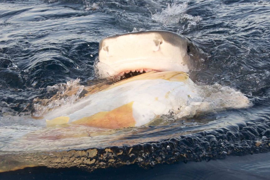 A dead turtle provides an easy meal for a lazy tiger shark.