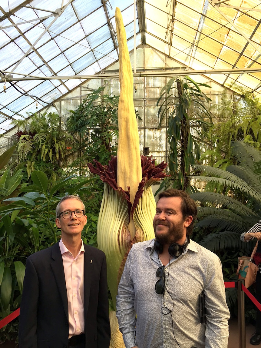 The titan arum at Melbourne’s Royal Botanic Gardens