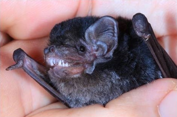 Swarms of mouse-sized microbats could be hunting in backyard - News