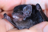 A tiny bat showing its teeth in a person's hand