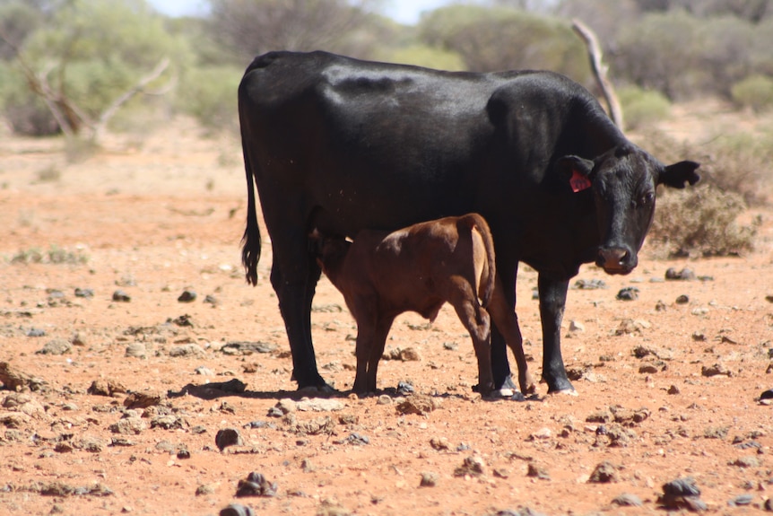 A cow and a calf in a paddock