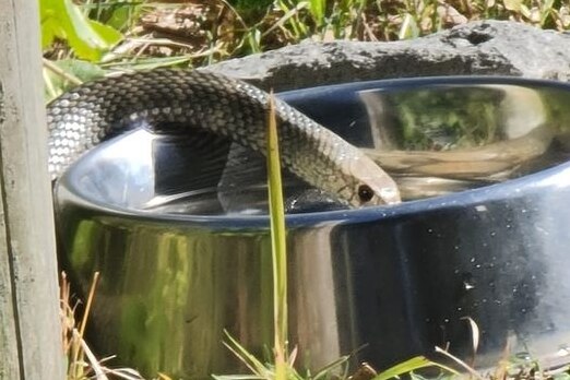 A brown snake drinks from a silver dog bowl