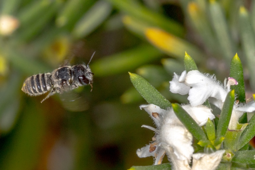 A grey and black banded bee in flight approaches a white flower.