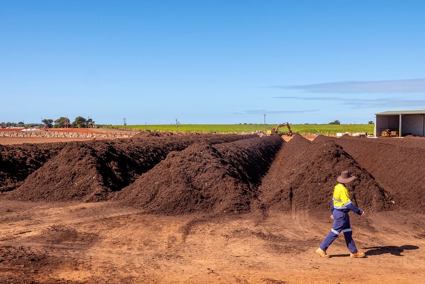 A man walks past large piles of compost.