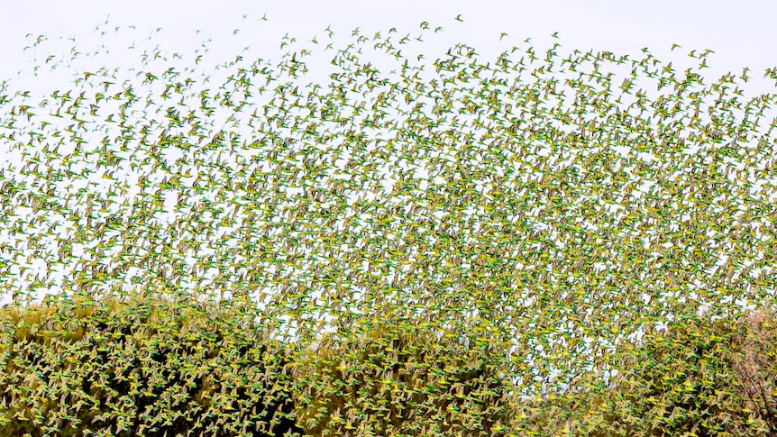 Budgerigars flock above a waterhole near Alice Springs