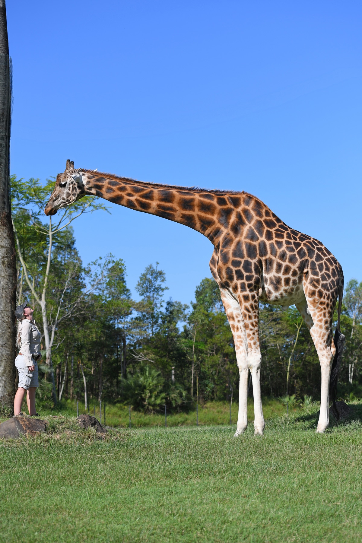 Giraffe At Australia Zoo, Beerwah, Sets Guinness World Record As World ...