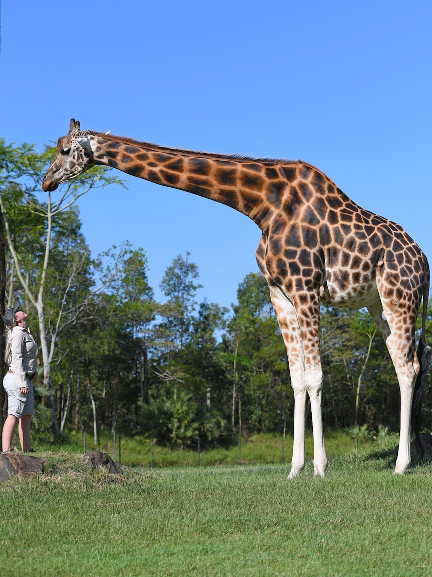 A tall giraffe outside, standing next to a human.