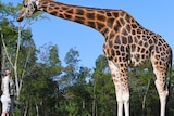A tall giraffe outside, standing next to a human.