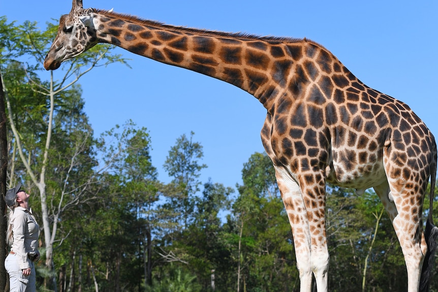 A tall giraffe outside, standing next to a human.