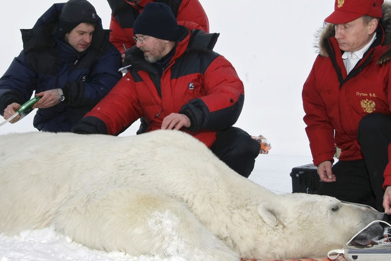 Putin measures polar bear