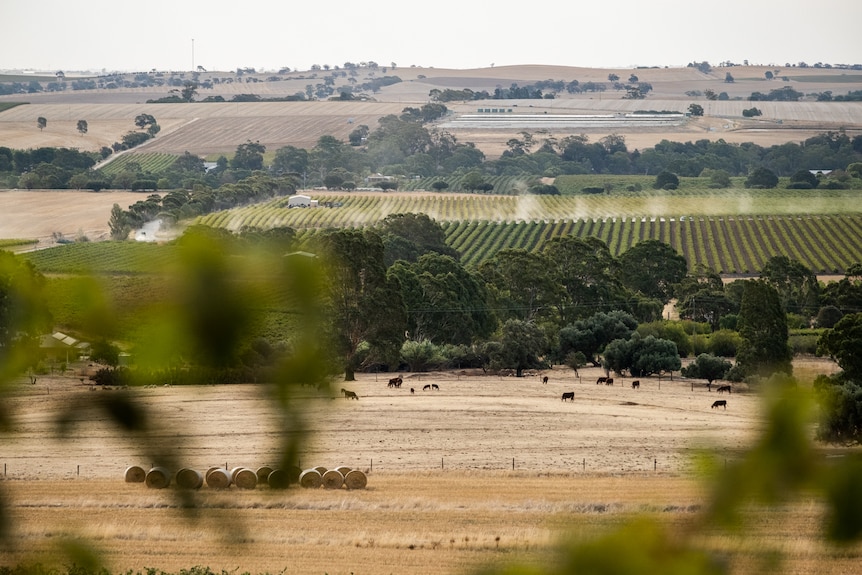 Vineyard in the Barossa.