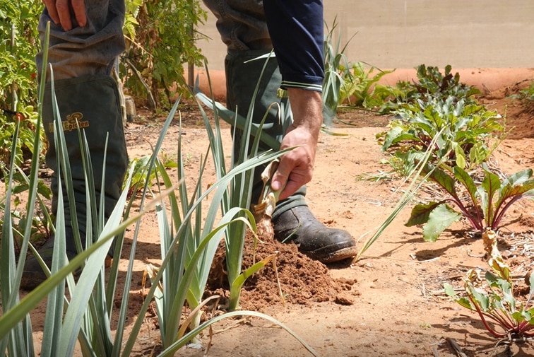 Man pulling up garlic plant in vegetable garden.