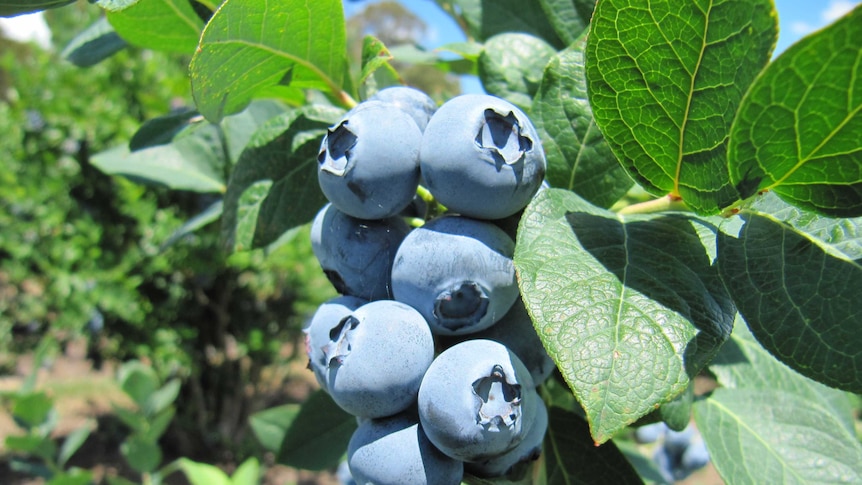 plump blueberries growing on a bush