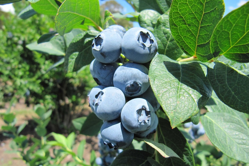 plump blueberries growing on a bush