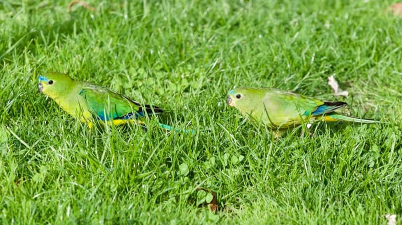 Orange bellied parrots found at Cockle Creek