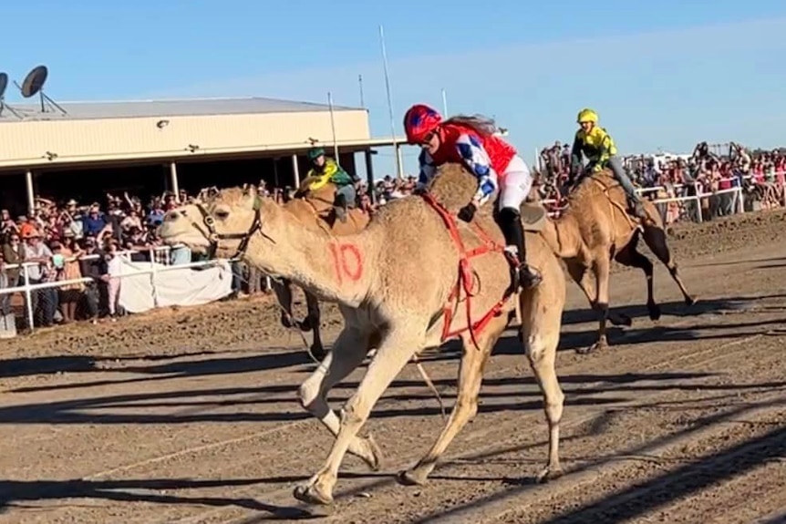 A woman on a camel wins a race.