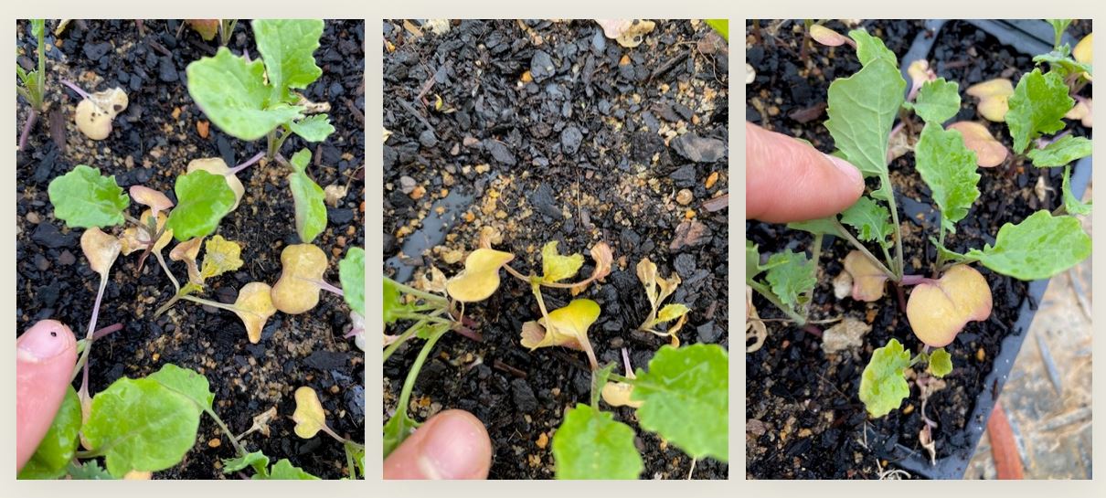 Samples of dead and dying canola being tested