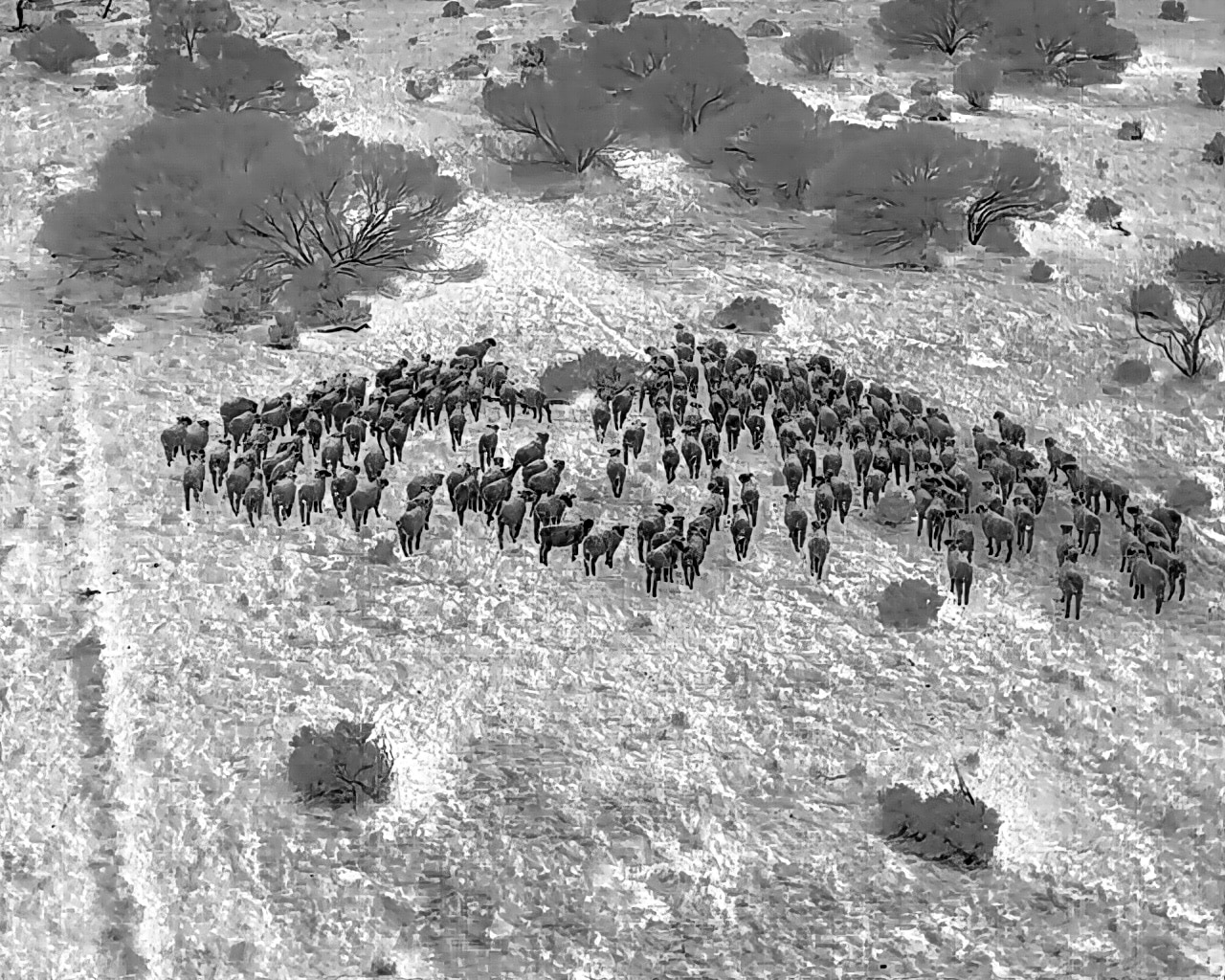 A black and white photo of a group of sheep, taken on a thermal imaging camera.