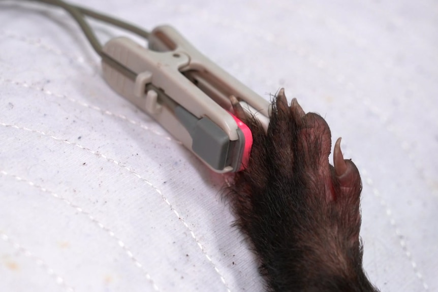 Veterinary monitor tight on the leg of a young Tasmanian devil.