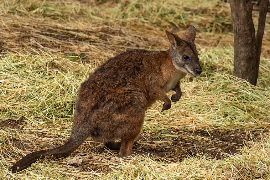 A red-necked pademelon standing on some straw.