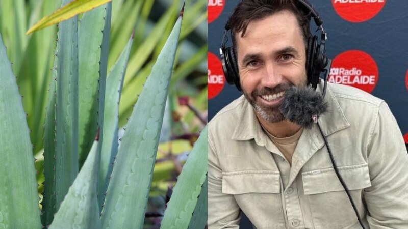green spiky plant and man with dark hair and beard smiling with headset and microphone on