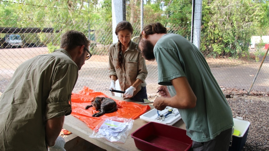 Scientists prepare to slice open a feral cat from Kakadu.