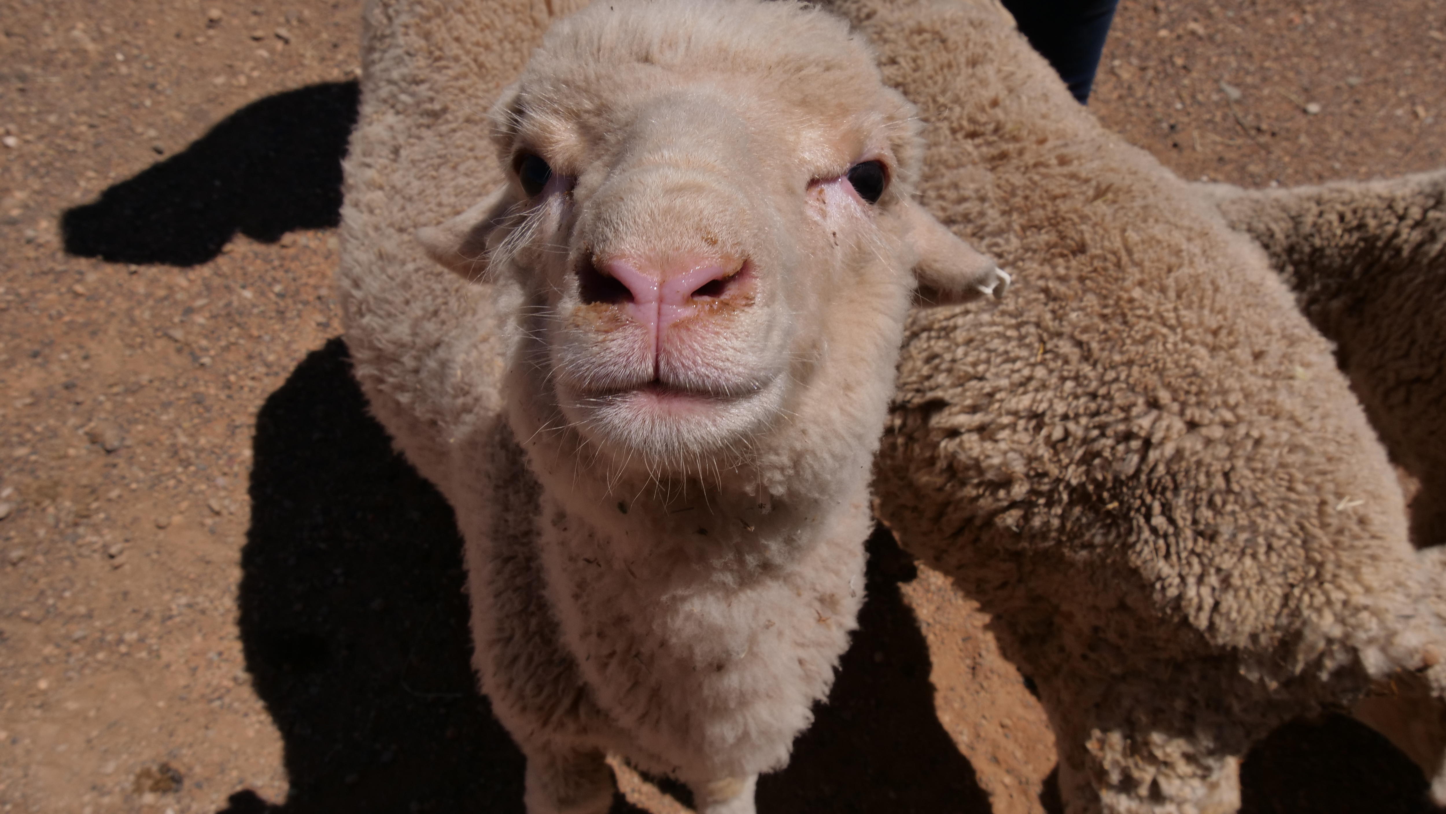 Primer plano de la cara de un cordero destetado mirando directamente a la cámara