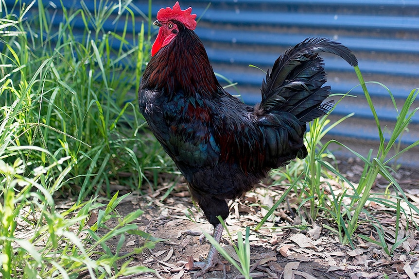 Rescued rooster Bear Grylls at the Animal Welfare League Queensland