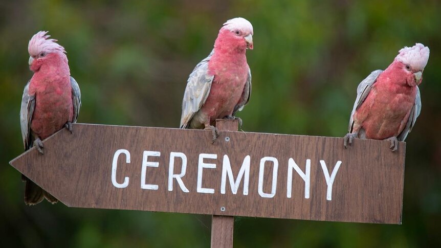 Three pink and grey galahs sit on tope of an arrow sign that says 'ceremony'.