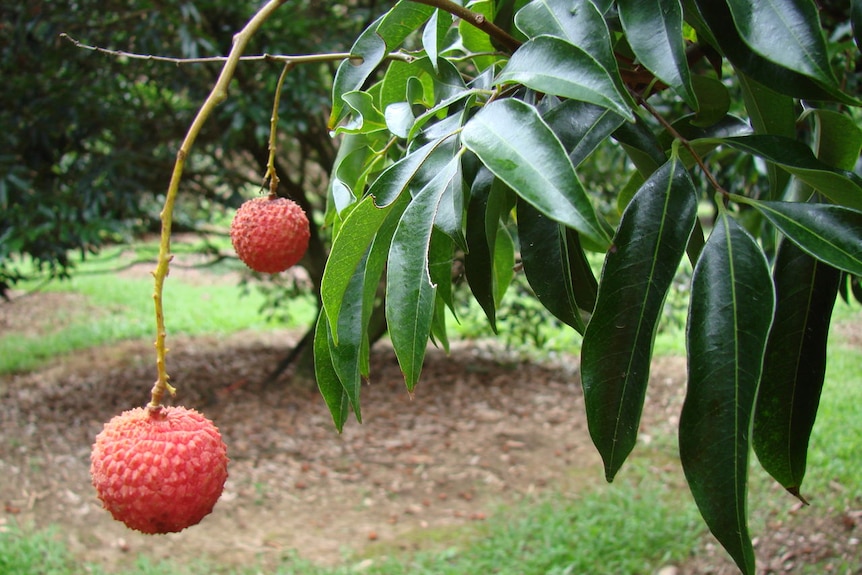 Hanging lychees