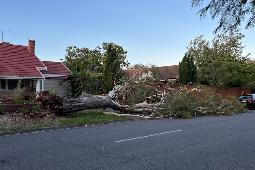 A large tree uprooted by winds lays across the garden of a home 