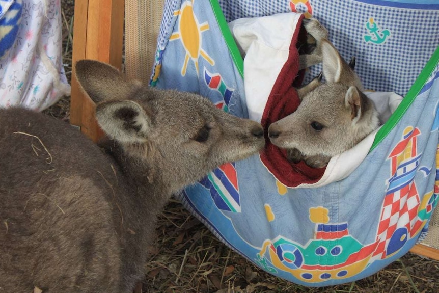 Some joeys in fabric pouches at the Corbargo Wildlife Sanctuary