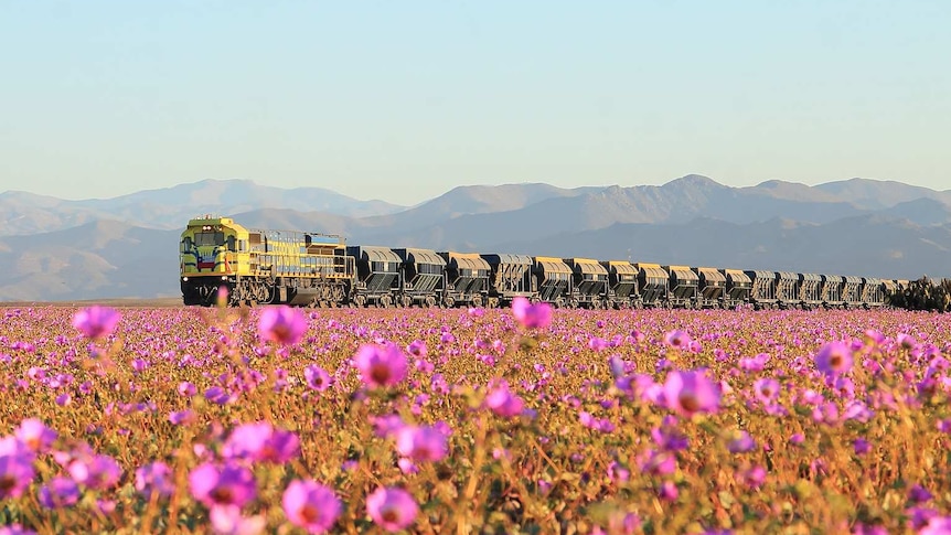 Train goes through Atacama Desert