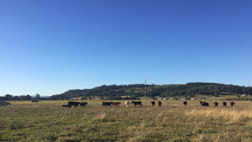 Cattle and young calves grazing in paddock at Gundurimba