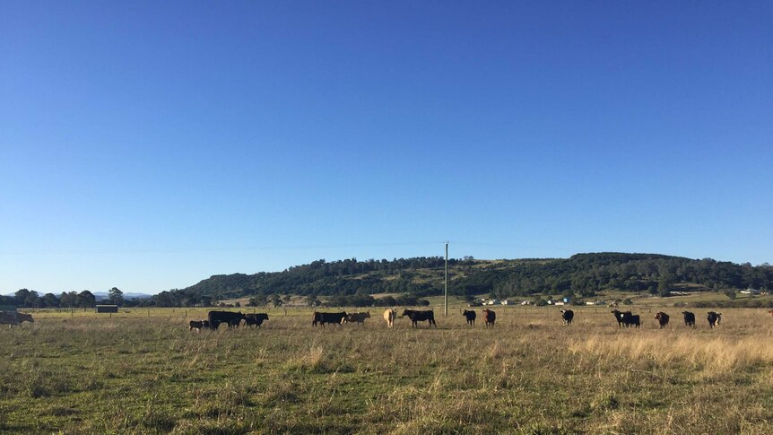 Cattle and young calves grazing in paddock at Gundurimba