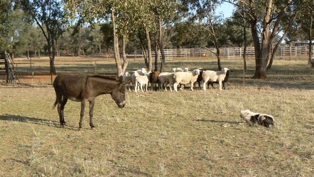 A donkey fends off a wild dog while protecting a mob of sheep.