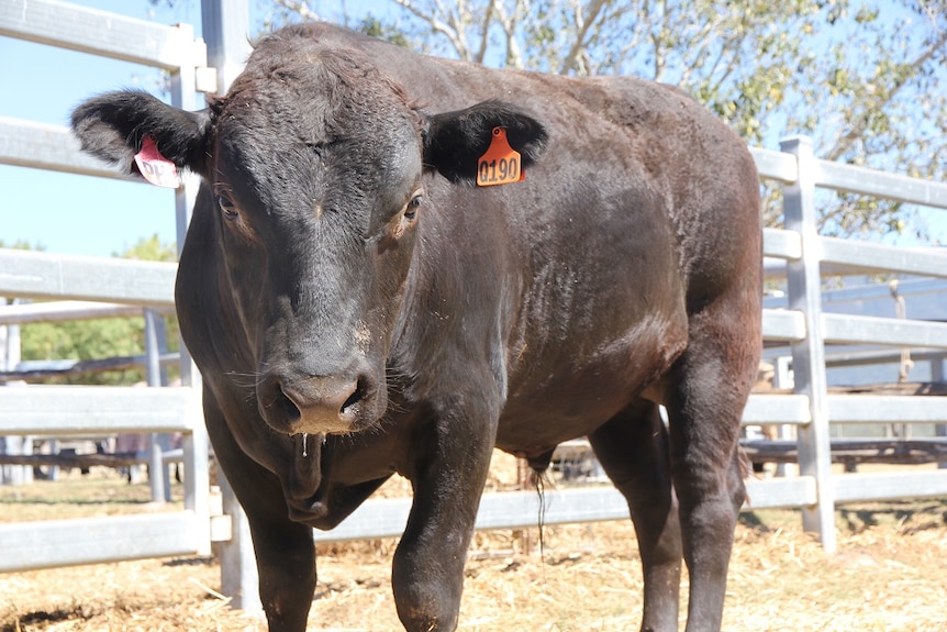 A close up of a black wagyu bull standing in a yard.