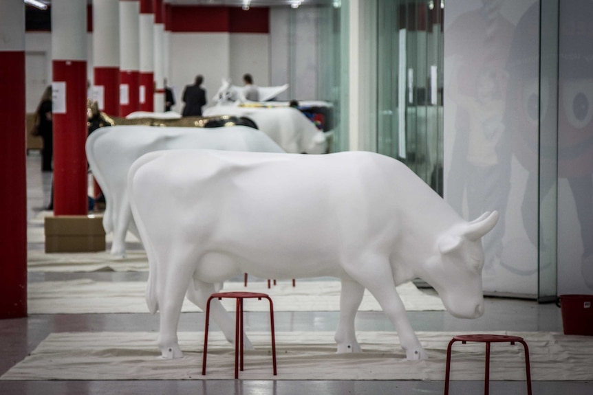 The 'cow shed' in the city where the cows are being painted.